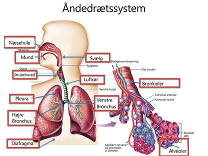 𝑳𝒆𝒓𝒄𝒆𝒂™ 𝑴𝒖𝒍𝒍𝒆𝒊𝒏 𝑪𝒍𝒆𝒂𝒓 𝑳𝒖𝒏𝒈 𝑹𝒆𝒑𝒂𝒊𝒓 𝑪𝒓𝒆𝒂𝒎👨‍⚕️Anbefalet af Dansk Thorax Selskab (DSRM) til støtte for lungesundheden🎁