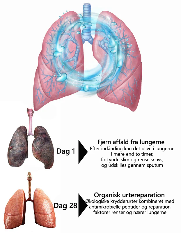 𝑳𝒆𝒓𝒄𝒆𝒂™ 𝑴𝒖𝒍𝒍𝒆𝒊𝒏 𝑪𝒍𝒆𝒂𝒓 𝑳𝒖𝒏𝒈 𝑹𝒆𝒑𝒂𝒊𝒓 𝑪𝒓𝒆𝒂𝒎👨‍⚕️Anbefalet af Dansk Thorax Selskab (DSRM) til støtte for lungesundheden🎁
